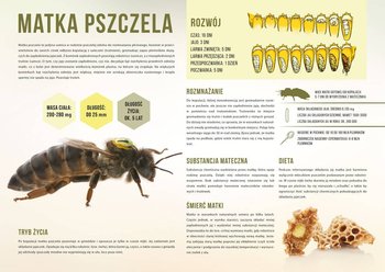 Średnia tablica edukacyjna MATKA PSZCZELA - wzór F249 - BEE&HONEY