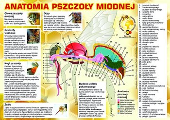 Średnia tablica informacyjna - wzór F223 - BEE&HONEY