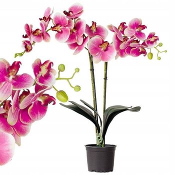 Storczyk Sztuczny Premium 18 Kwiatów - Tajemniczy ogród