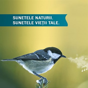 Sunetele naturii. Sunetele vieții tale - Sunetele naturii. Sunetele vietii tale