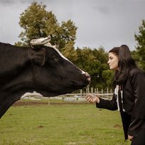 Święta krowa Sandra Mika