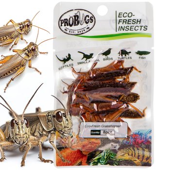 Świeże koniki polne dla gadów, płazów, ssaków, ptaków ProBugs Eco-Fresh Grasshopper 8 sztuk - Inna marka
