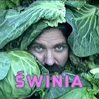 Świnia Rat Kru