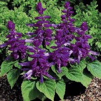 SZAŁWIA BŁYSZCZĄCA fioletowa NASIONA kwiatów  p. 21ZSPK132A