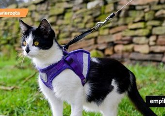 Szelki dla kota, czyli jak poprawnie zabezpieczyć zwierzę podczas spaceru