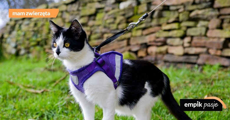 Szelki dla kota, czyli jak poprawnie zabezpieczyć zwierzę podczas spaceru