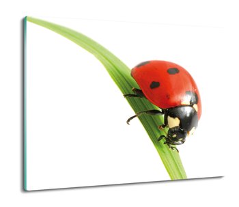szklana osłona kuchenna Biedronka owad trawa 60x52, ArtprintCave - ArtPrintCave