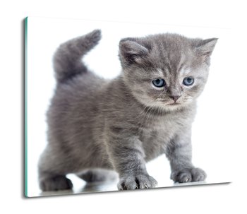 szklana osłona kuchenna Mały kot brytyjski 60x52, ArtprintCave - ArtPrintCave