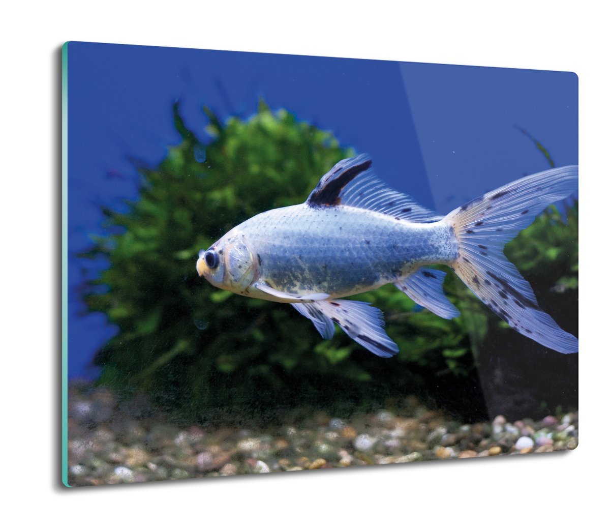 szklana osłona splashback druk Ryba akwarium 60x52, ArtprintCave