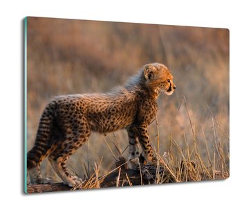 szklana osłona splashback Mały gepard trawa 60x52, ArtprintCave - ArtPrintCave