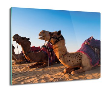 szklana splashback z foto Wielbłądy pustynia 60x52, ArtprintCave - ArtPrintCave