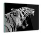 szklana splashback z grafiką Tygrys kot zęby 60x52, ArtprintCave - ArtPrintCave