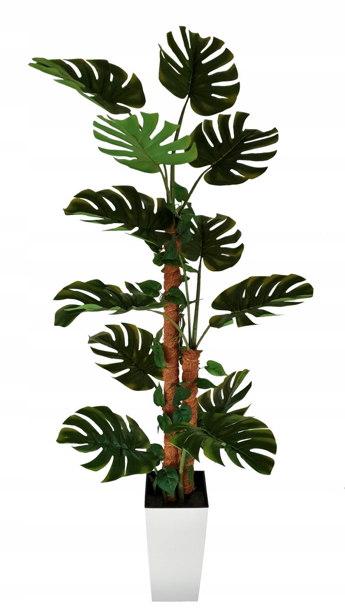 monstera piccolo Monstera Minima 4 inch Rhaphidophora Tetrasperma Philodendron Piccolo Mini Gi Florida House Plants