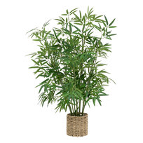 bambus heppenheim Heiliger Bambus Sunset Boulevard - Nandina domestica sunset boulevard 