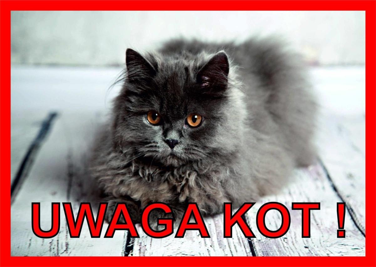 Фото - Повідець / нашийник для кішки Chicco Tabliczka UWAGA KOT Laminowana Perski 