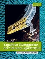 Tagaktive Zweggeckos der Gattung Lygodactylus Roll Beate