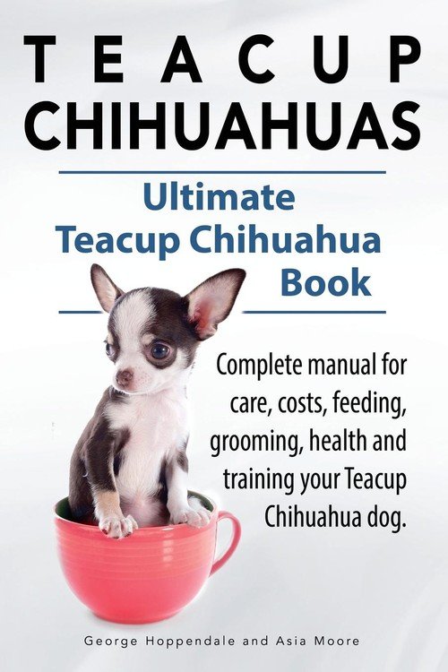 Teacup Chihuahuas. Teacup Chihuahua complete manual for care, costs