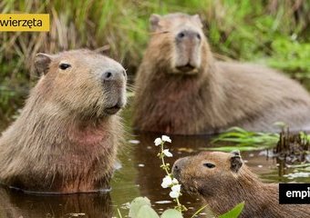 Tego nie wiecie o kapibarach! – 10 faktów o największym i najpopularniejszym gryzoniu świata