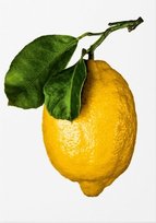 The Gourmand's Lemon Opracowanie zbiorowe