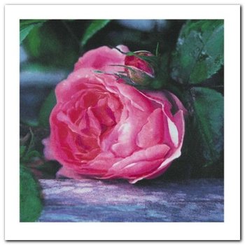 The Rose plakat obraz 30x30cm - Wizard+Genius