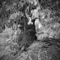 The Shy Red Panda Isolated Swamp