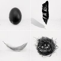 The Singles Lady Blackbird