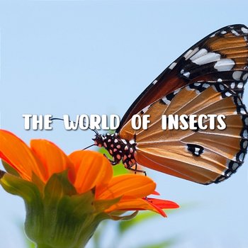The World Of Insects - Shin Hong Vinh, LalaTv