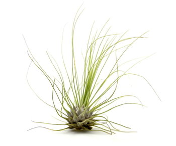 Tillandsia ARGENTEA L· 7-8 cm - DIXIE STORE