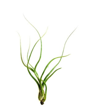 Tillandsia Baileyi XL ~ 26 cm Oplątwa - DIXIE STORE