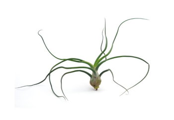 Tillandsia BULBOSA R · 10 cm - DIXIE STORE