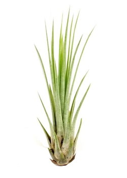 Tillandsia Juncea L ~25-30Cm - DIXIE STORE