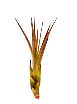 Tillandsia MELANOCRATER S~10 cm - DIXIE STORE