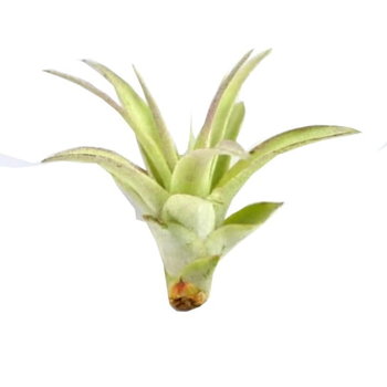 Tillandsia MULTIFLORA mini 5-6 cm - DIXIE STORE