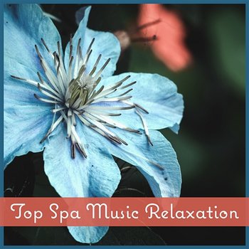 Top Spa Music Relaxation – Massage Zen Music, Reiki Treatment, Wellness Center, Harmony Time - Spa Music Paradise Zone