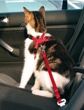 Trixie, Szelki samochodowe dla kota, czerwony, 20-50 cm/15 mm. - Trixie