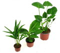 TROPIKALNE TRIO;  Monstera,  Musa,  Areka - DIXIE STORE