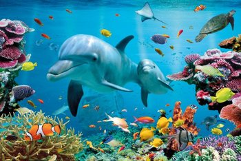 Tropikalny ocean - Delfiny - plakat 91,5x61 cm - GBeye