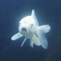 Tsunami Zeamsone, Qry