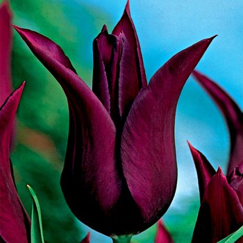 Tulipan Burgundy 5 szt cebulki Tulipany Tulipanów - BENEX