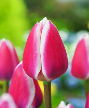 Tulipan Darwina Candy Apple Delight 5 szt cebulki Tulipany - BENEX