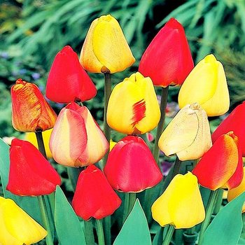 Tulipan Darwina Mix 10 szt cebulki tulipanów - BENEX