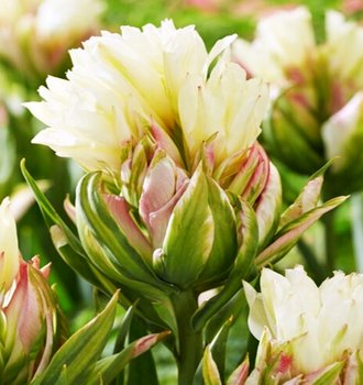 Tulipan Fostera Mystery Valley 5 szt cebulki tulipanów - BENEX