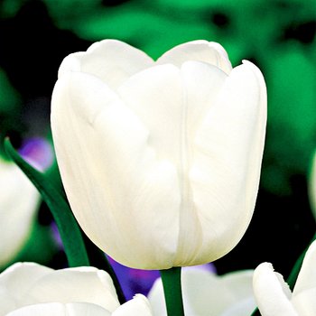 Tulipan Jan Paweł II 5 szt cebulki Tulipany - BENEX