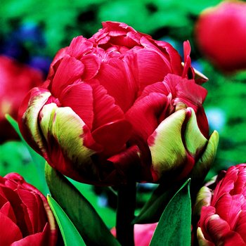 Tulipan Lodowy Renown Unique 5 szt cebulki tulipanów - BENEX
