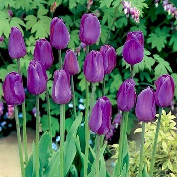 Tulipan na kg Fioletowy 1 kg cebulki tulipanów - BENEX