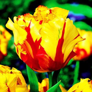 Tulipan Papuzi Texas Flame 5 szt cebulki tulipanów - BENEX