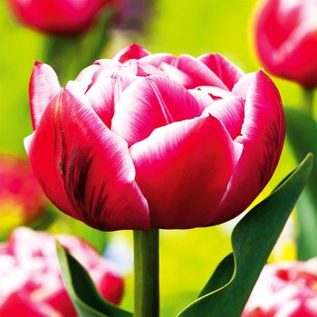 Tulipan Pełny Columbus 5 szt cebulki Tulipany - BENEX
