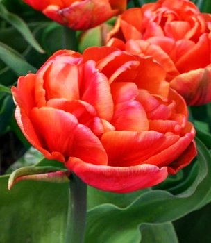 Tulipan Pełny Queensbury 5 szt cebulki Tulipany - BENEX