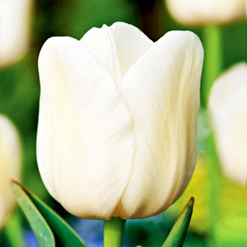 Tulipan Pojedynczy Późny City Of Vancouver 5 szt cebulki tulipanów - BENEX