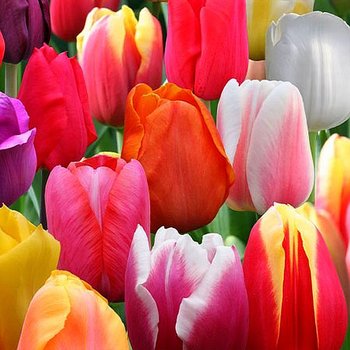 Tulipan Pojedyńczy Późny Mix 10 szt cebulki tulipanów - BENEX